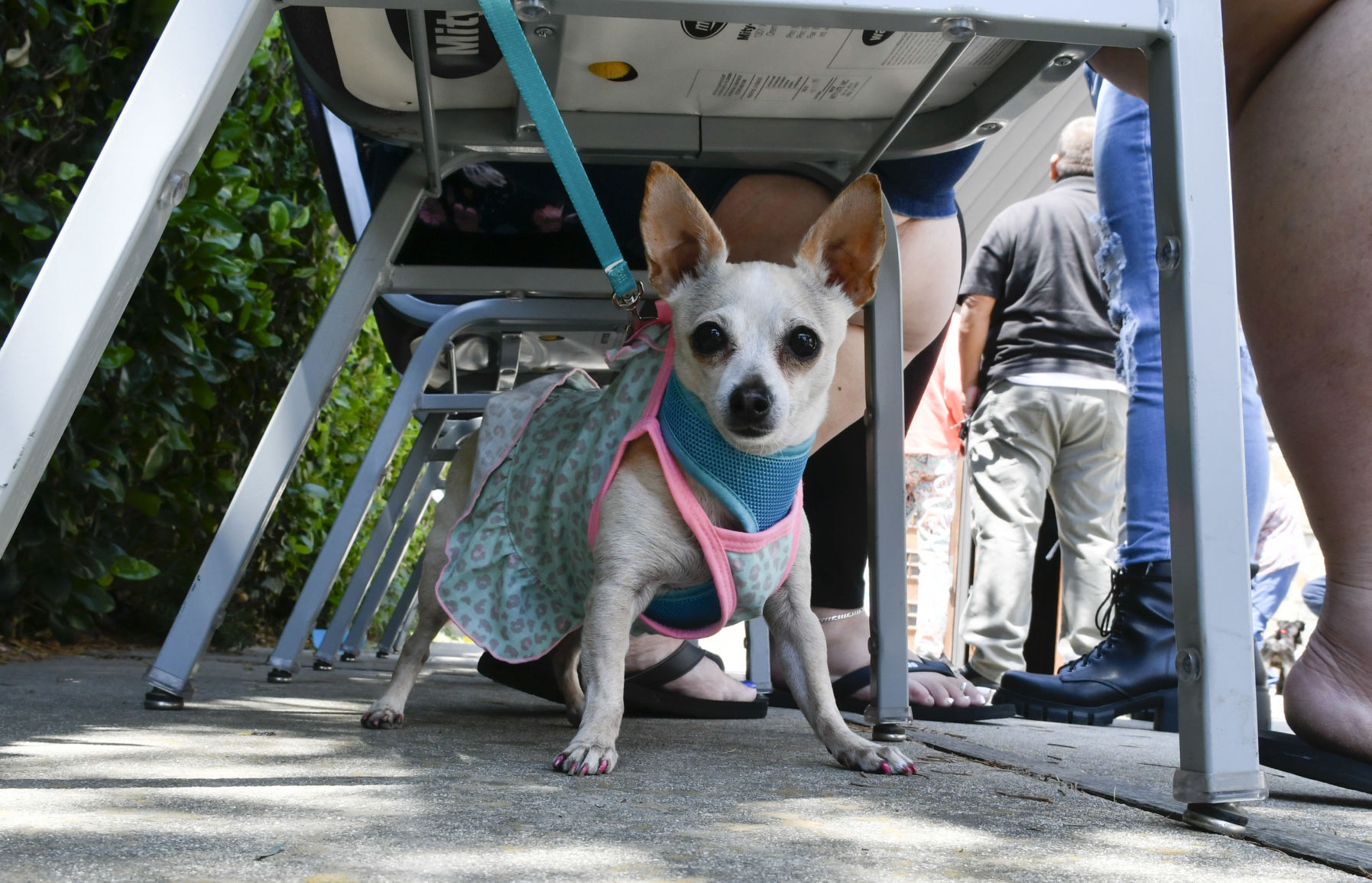 072521 Animal Blessing 03.JPG